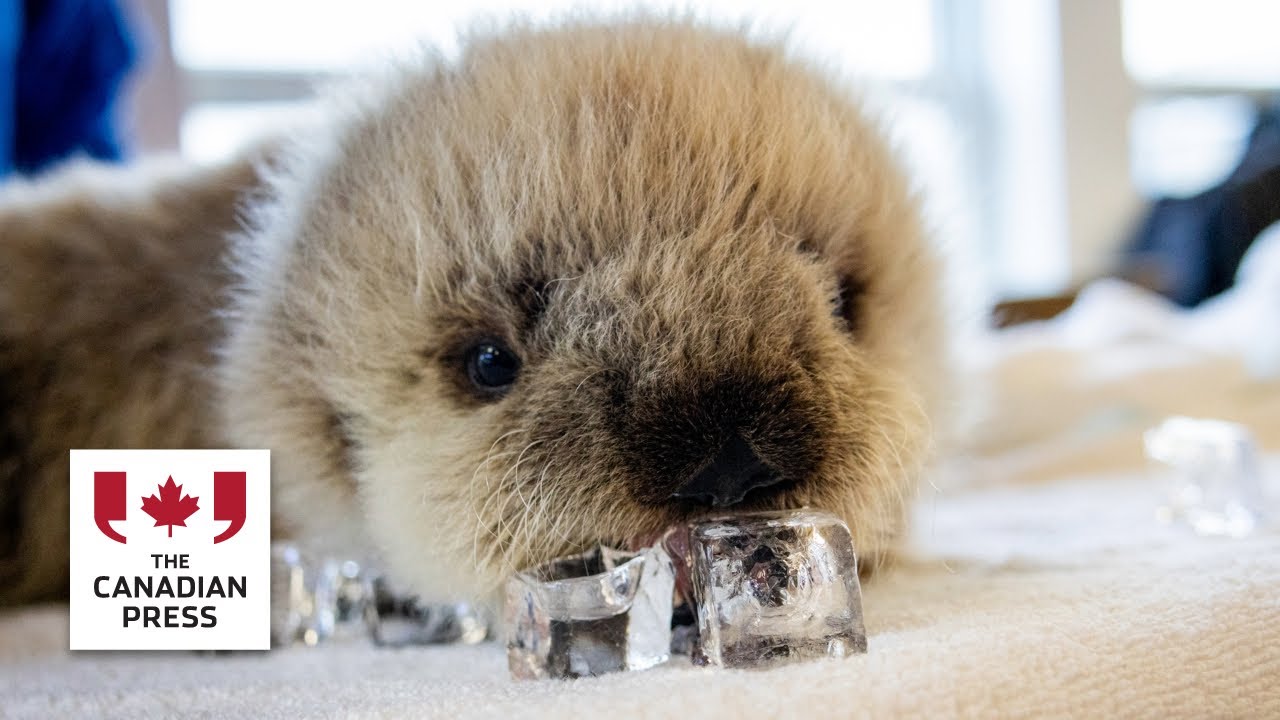 Orphaned otter pup under veterinary care in Vancouver