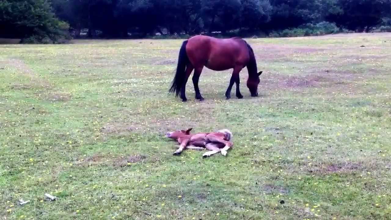 Bambi, the new forest foal. Adorable, cute with horses not bothered.
