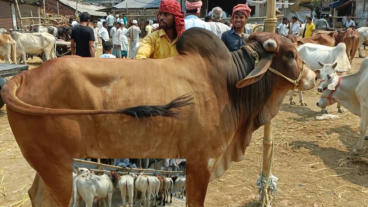 AJKE AKTU GORUR BAZAR KOM ACHE ||TRENDING VIRAL BEAUTIFUL COWS SALE