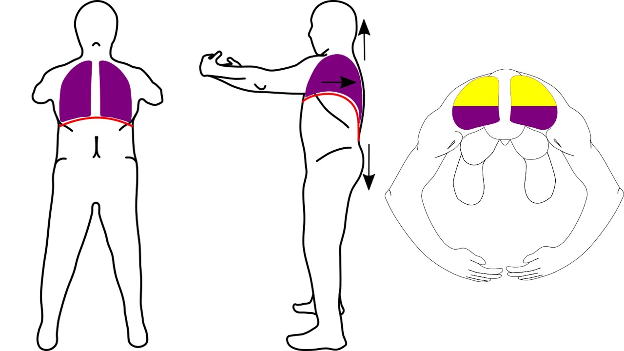 Analysis of Zhan Zhuang (Post standing/tree hugging stance) - Posture and Breathing