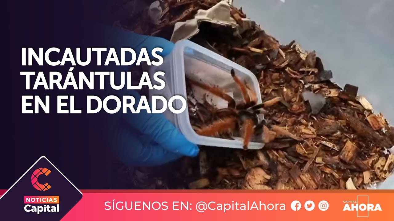 Decomisan animales ex&oacute;ticos en el aeropuerto El Dorado