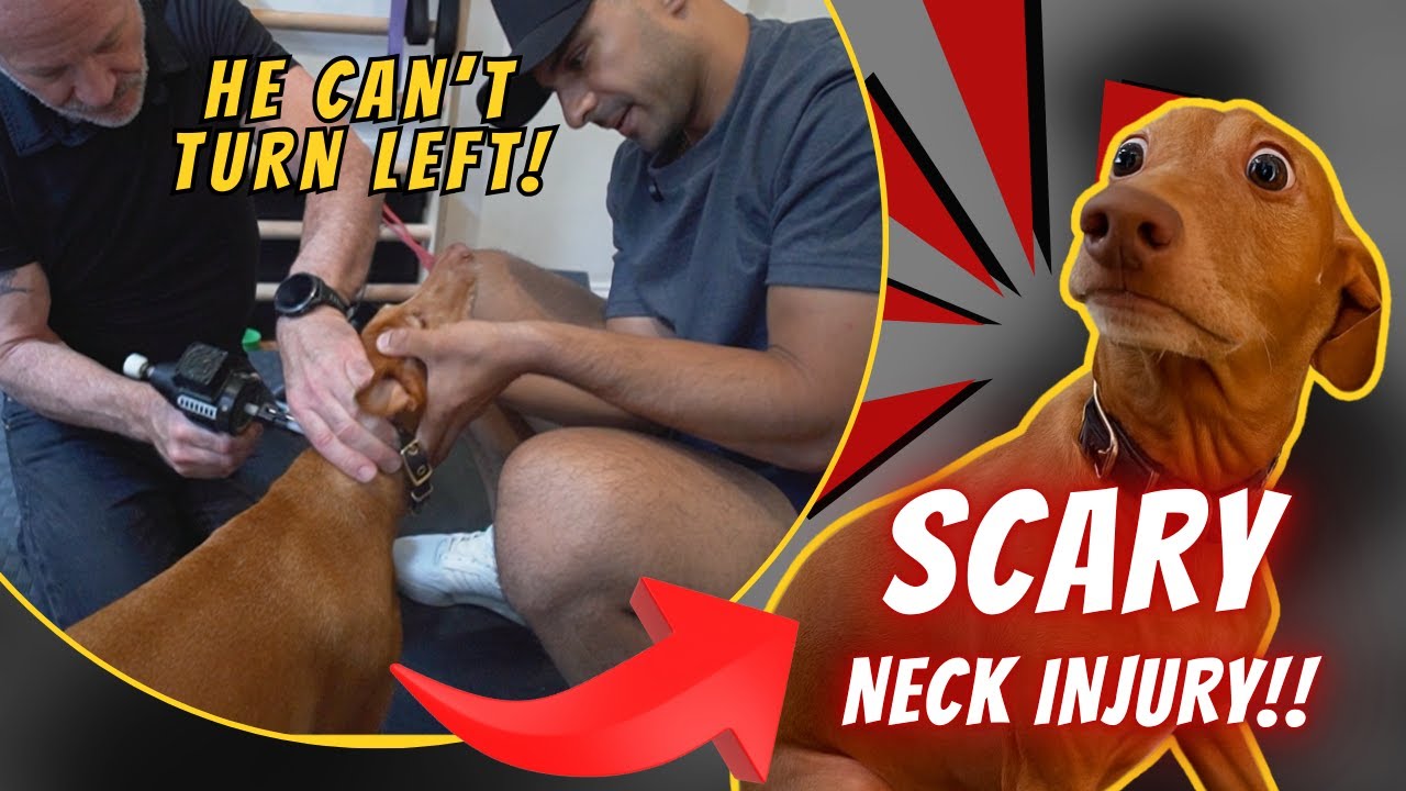 Dog From Sicily Couldn’t Turn His Neck 🥺 Dr. Doug Didn’t Expect THIS!! 😱