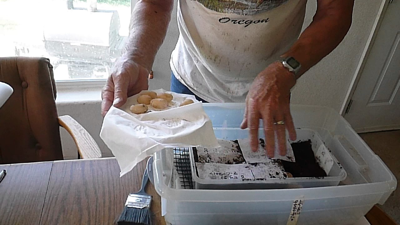Box Turtle Eggs Incubator