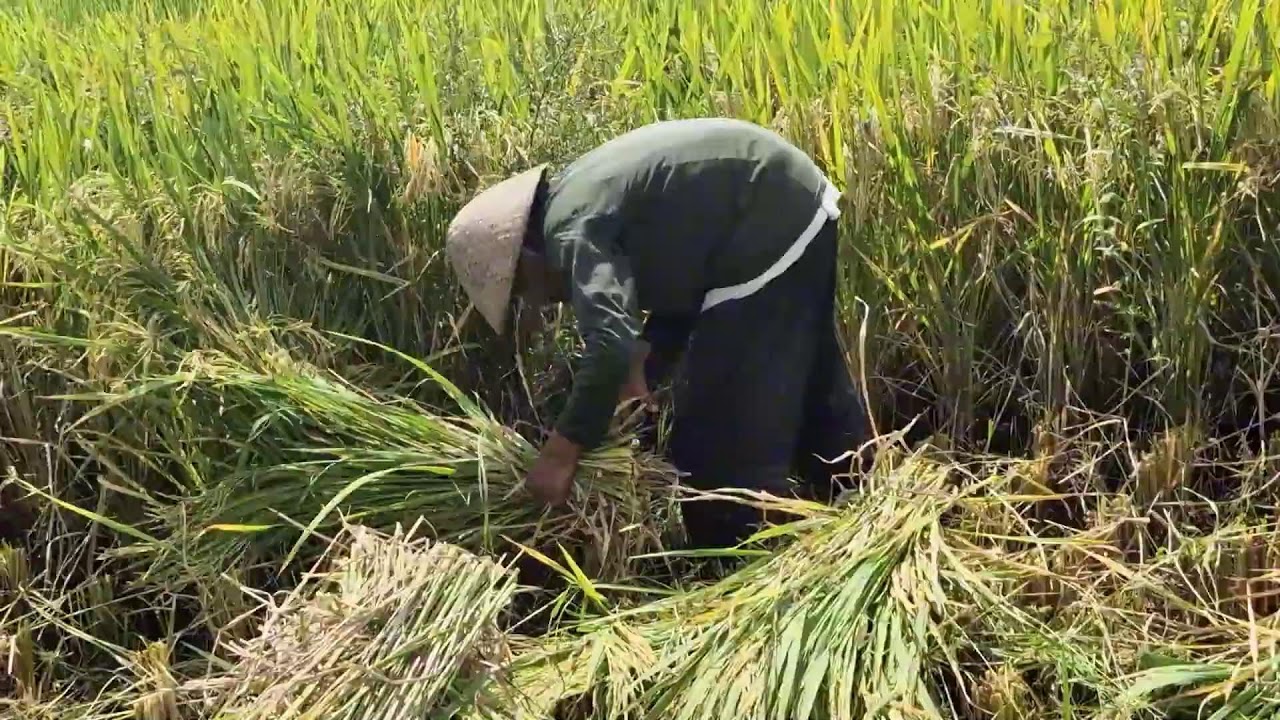 RETURNING TO TRADITIONAL FARMING TRADITIONS: HARVESTING RICE IN FIELDS WITHOUT MACHINES!-agriculture