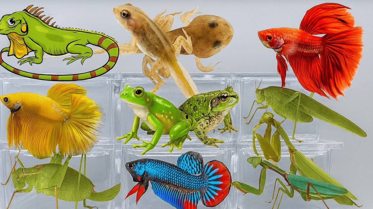 I Catching insects in the garden, I got Tadpoles, Betta fish, Tadpoles, Beetle, Frog, Millipede