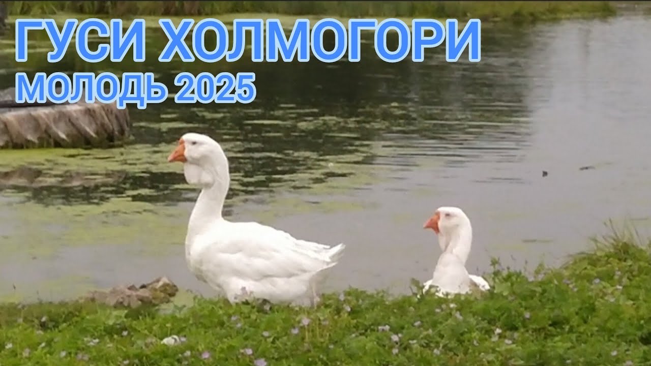 ГУСИНА ФЕРМА ХОЛМОГОРІВ