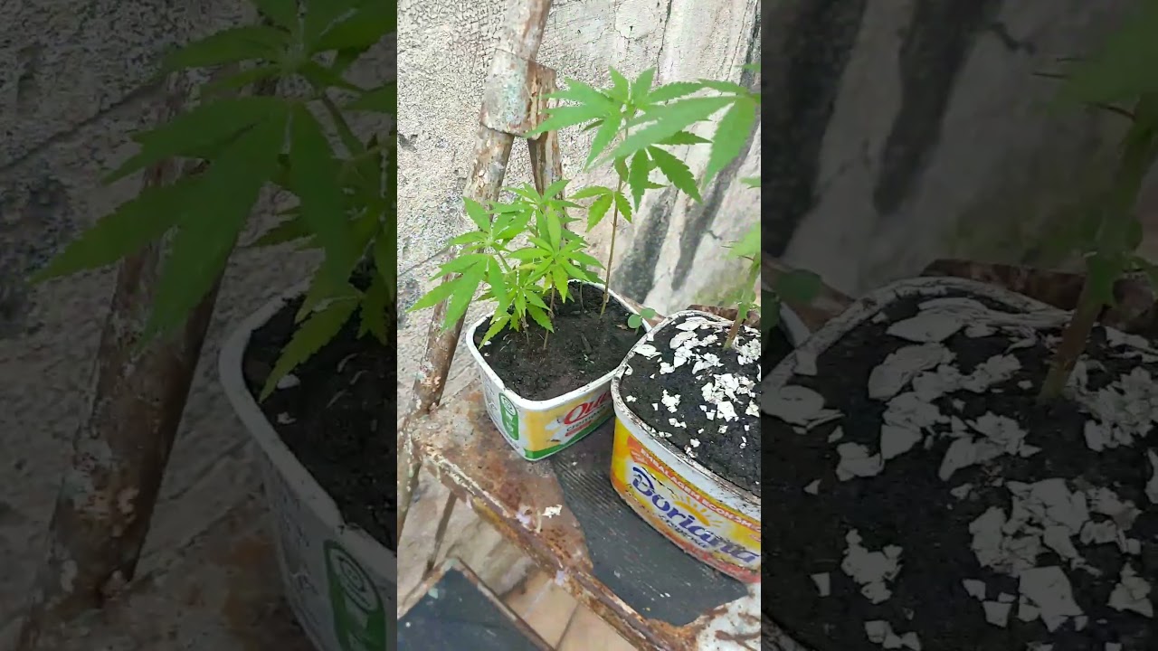 meu pe de  maconha grande de mais 💥