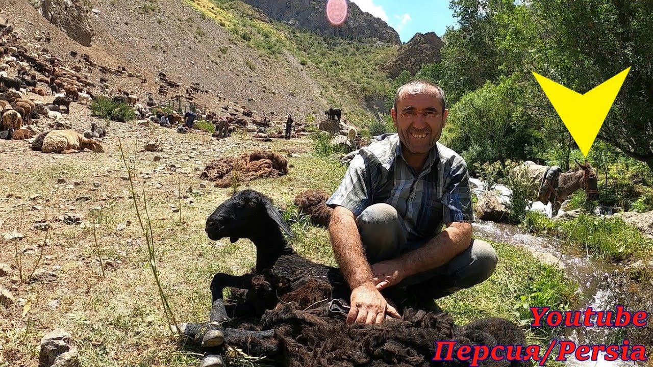 НОВИНКА 4К!/ТАДЖИКИСТАН/Стрижка баранов/Мы это делаем один раз в год/Tajikistan Sheep shearing