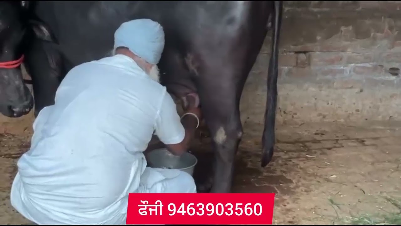 ਪਲੂਣ ਝੋਟੀ ਵਿਕਾਊ | ਮੌਹਰਾ ਨਸਲ ਤੇ ਬੌਹਲਾ 10 ਕਿਲੋ ਤਿਆਰ | Fauji Dairy Farm | Dairy Animals For Sale