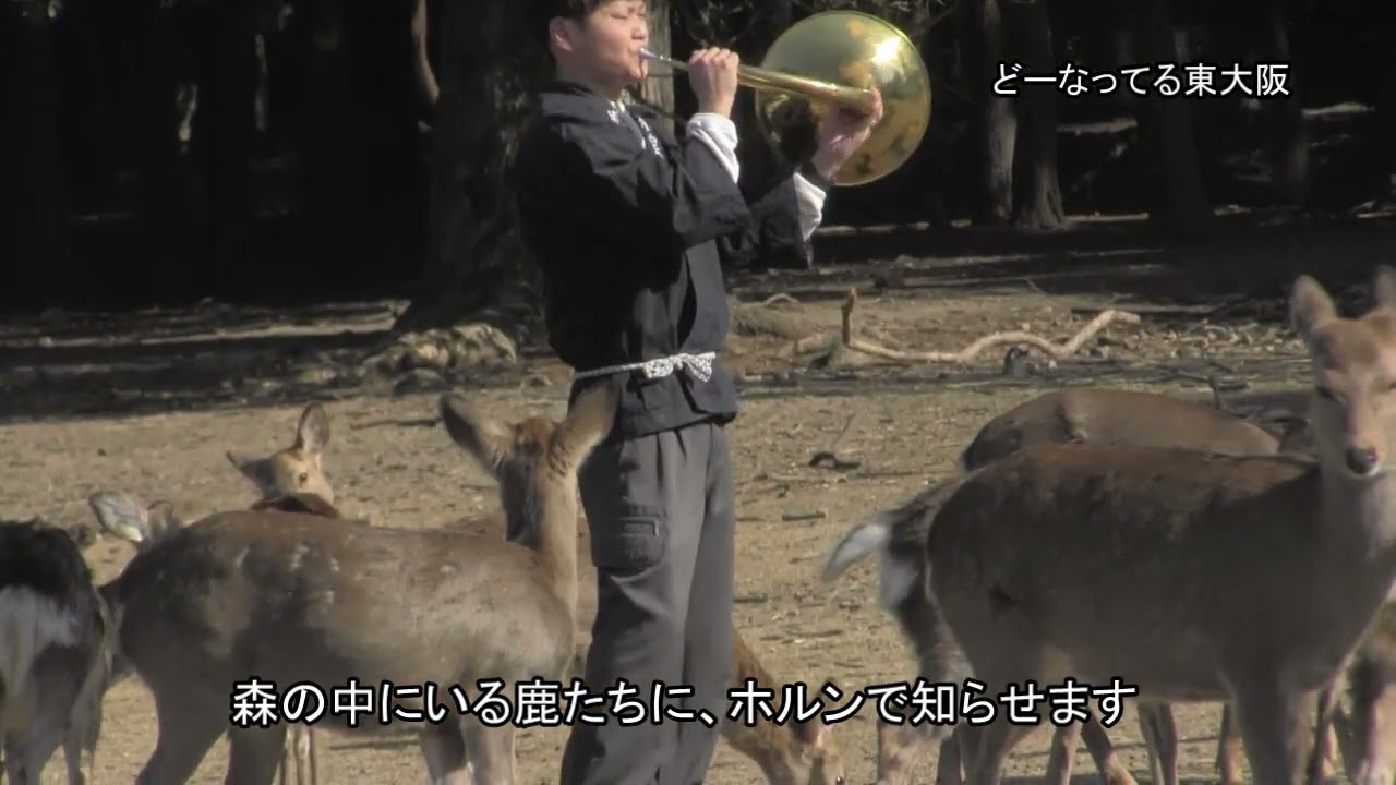 鹿にどんぐり　奈良公園鹿寄せ　冬の風物詩　２０２５