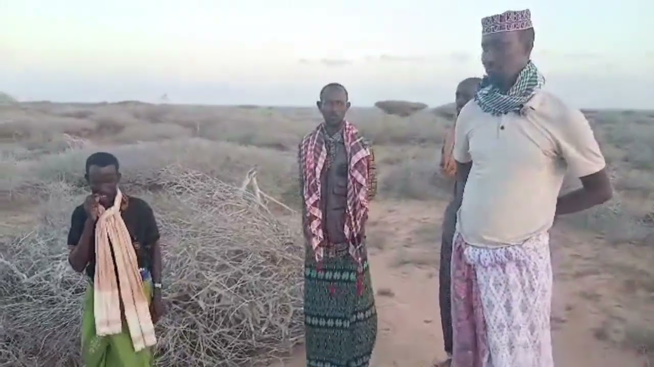 Wararka aan ka heleyno bariga gobolaka mudug ayaa timaamaya abaaro sababay dhimashada xoolaha.
