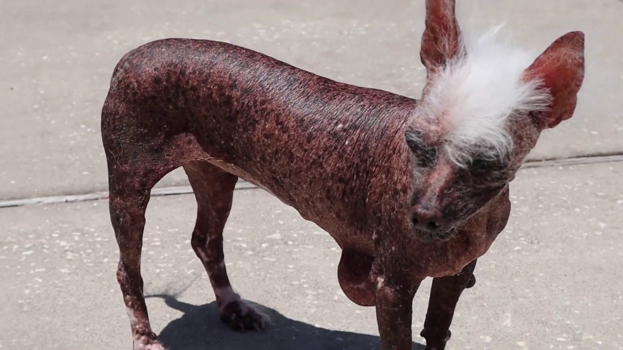 КИТАЙСКАЯ ГОЛАЯ ХОХЛАТАЯ Собачка. Жизнь до старости. Chinese Crested.