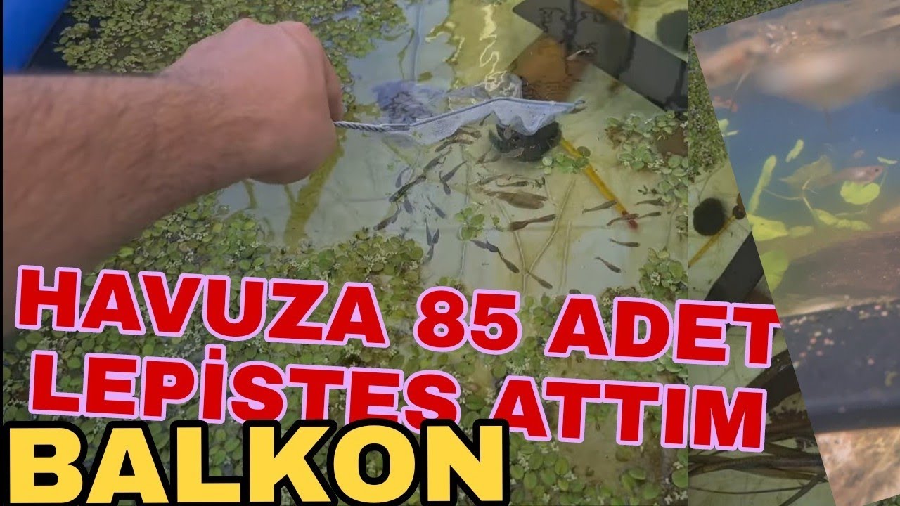 LEPİSTESLERİ HAVUZA ATIYORUZ  85 ADET!!!