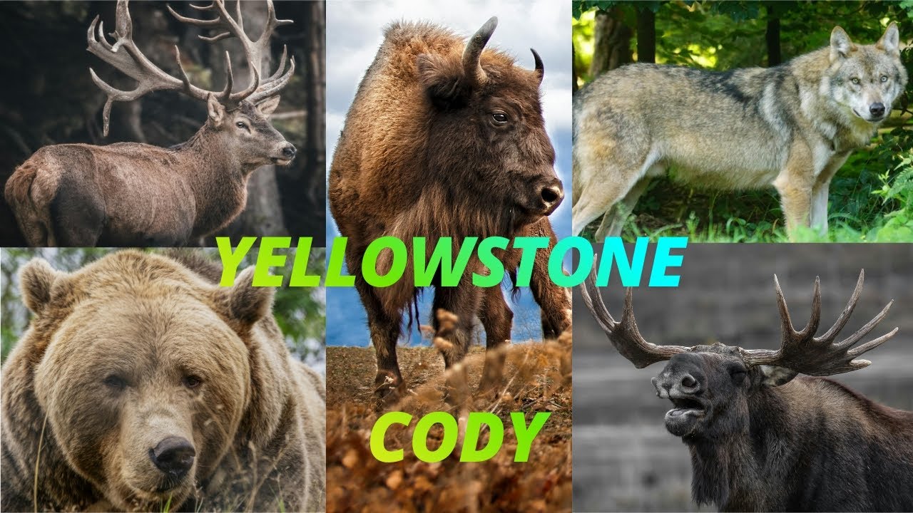 Día 11, Yellowstone - Cody.