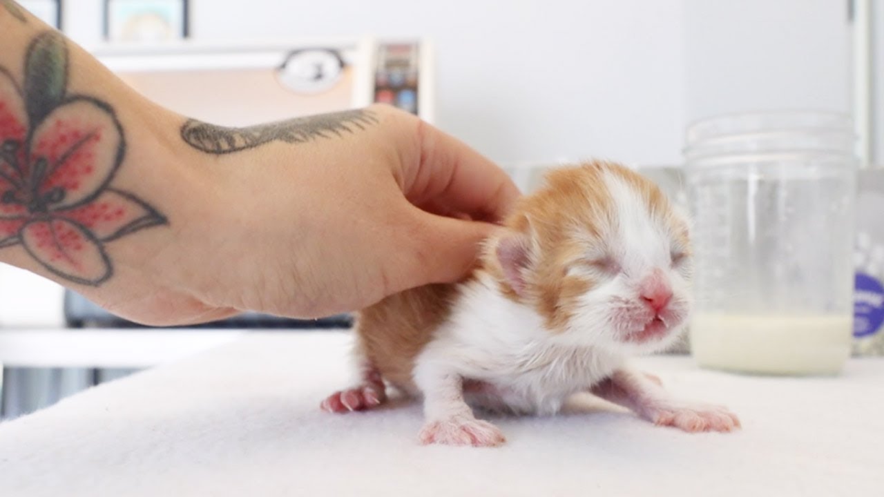 POV Caring for Tiny Foster Kittens