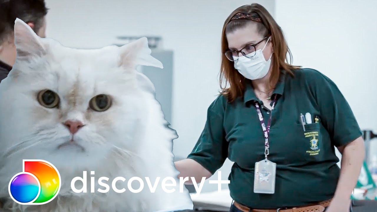 Nem os pets escapam da fiscaliza&ccedil;&atilde;o aeroportu&aacute;ria!  | Aeroporto: &Aacute;rea Restrita | d+ Brasil