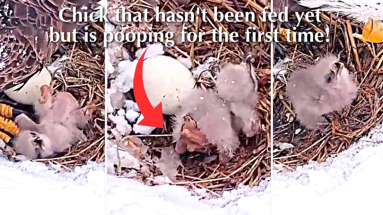 #11🦅🐥1°🥚(💔🥚)／Duke  Farms  Eagle Nest 2026／Duke Mom💗Duke Dad／by Duke  Farms