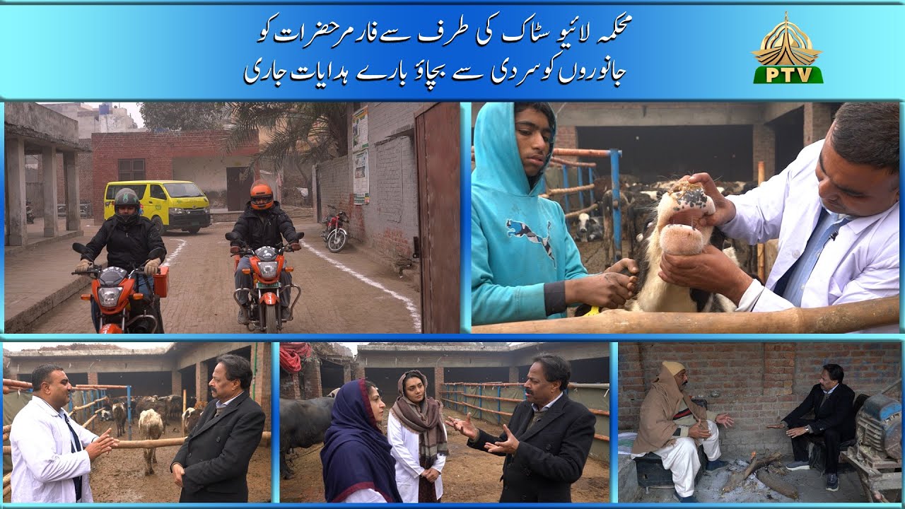 HARYALI LIVE STOCK I Raiwind Road Lahore