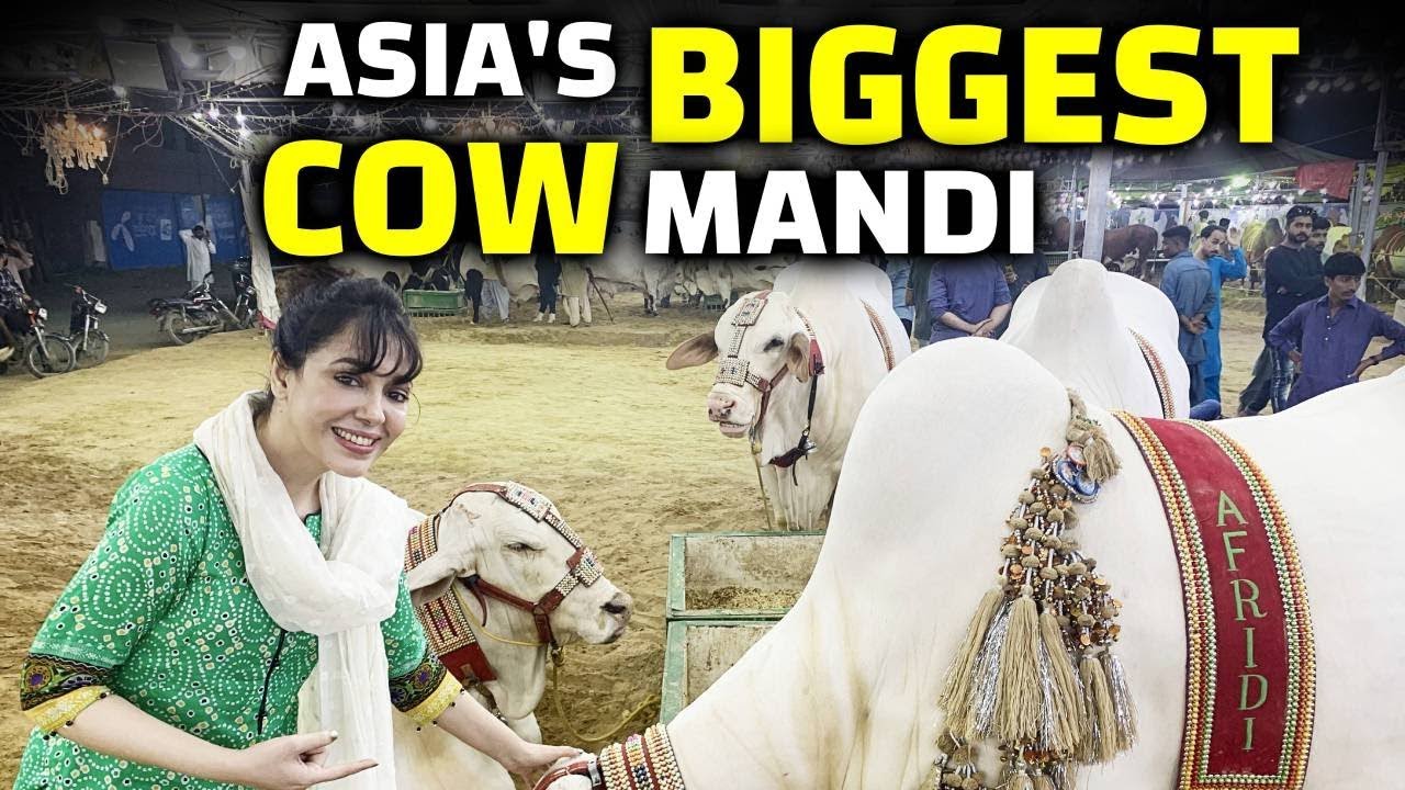My First Visit To Asia's Biggest Cow Mandi | Bakra Eid 2019 Vlog | Shazia Naz Khan