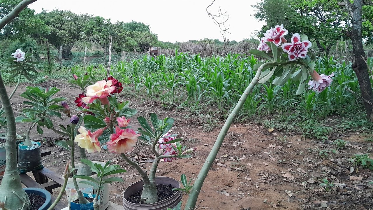 Rosa do deserto e roça veja como  estão depois da chuva 