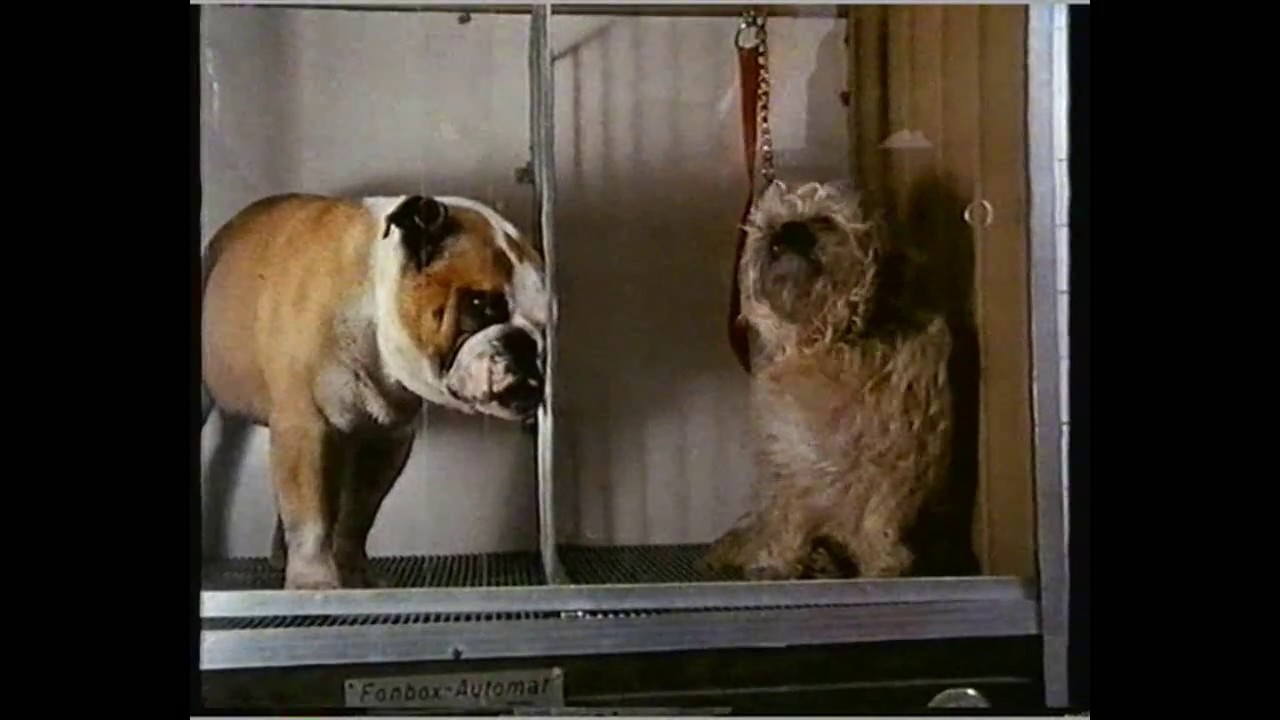 'It's a Dog's Life' -  Health and Beauty from 1990
