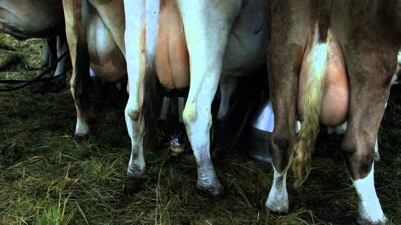 Le caratteristiche del Nostrano Valtrompia