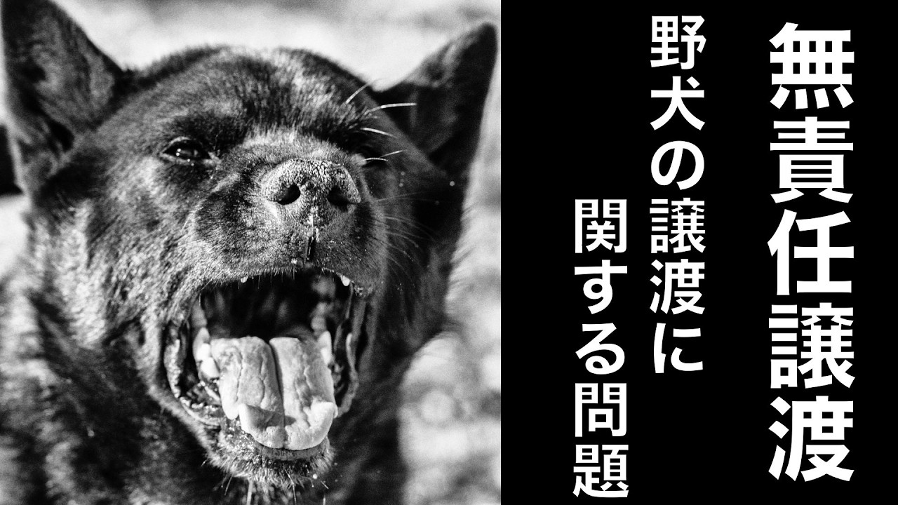 野犬の譲渡に関する問題が増えております