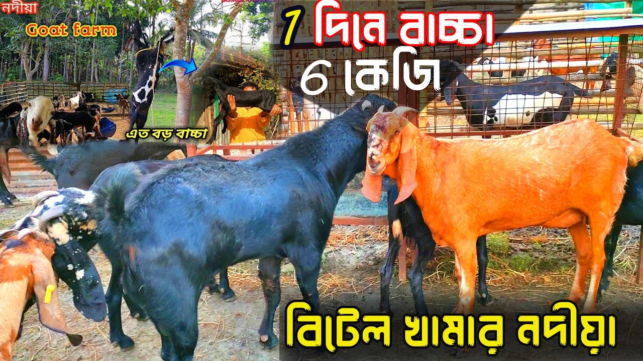 goat farming Betai Nadia || সঠিক সময়ে সঠিক নিয়মে ছাগল পালন করুন || goat farming india || goat farm