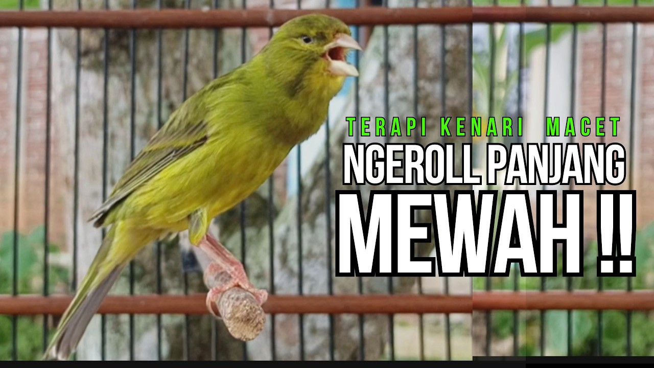 Kenari GACOR ngeroll PANJANG AMPUH untuk PANCINGAN & MASTERAN Kenari PAUD cepat BUNYI !!