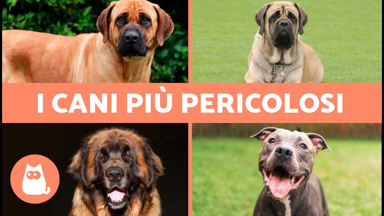 Le 10 RAZZE DI CANI pi&ugrave; PERICOLOSE al mondo 🐶⚠️ Genetica o Educazione?