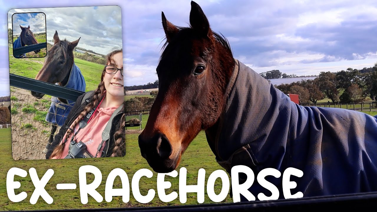 visiting retired racehorses!