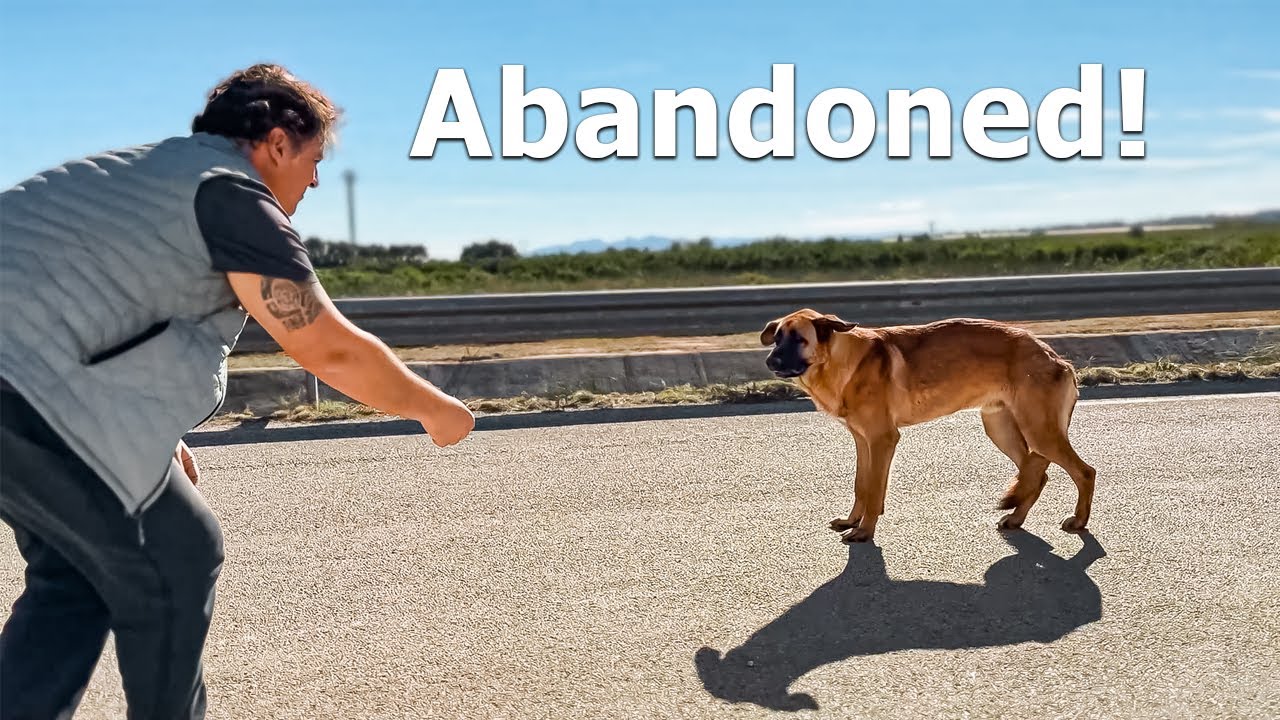 I found this dog abandoned in the middle of the road !