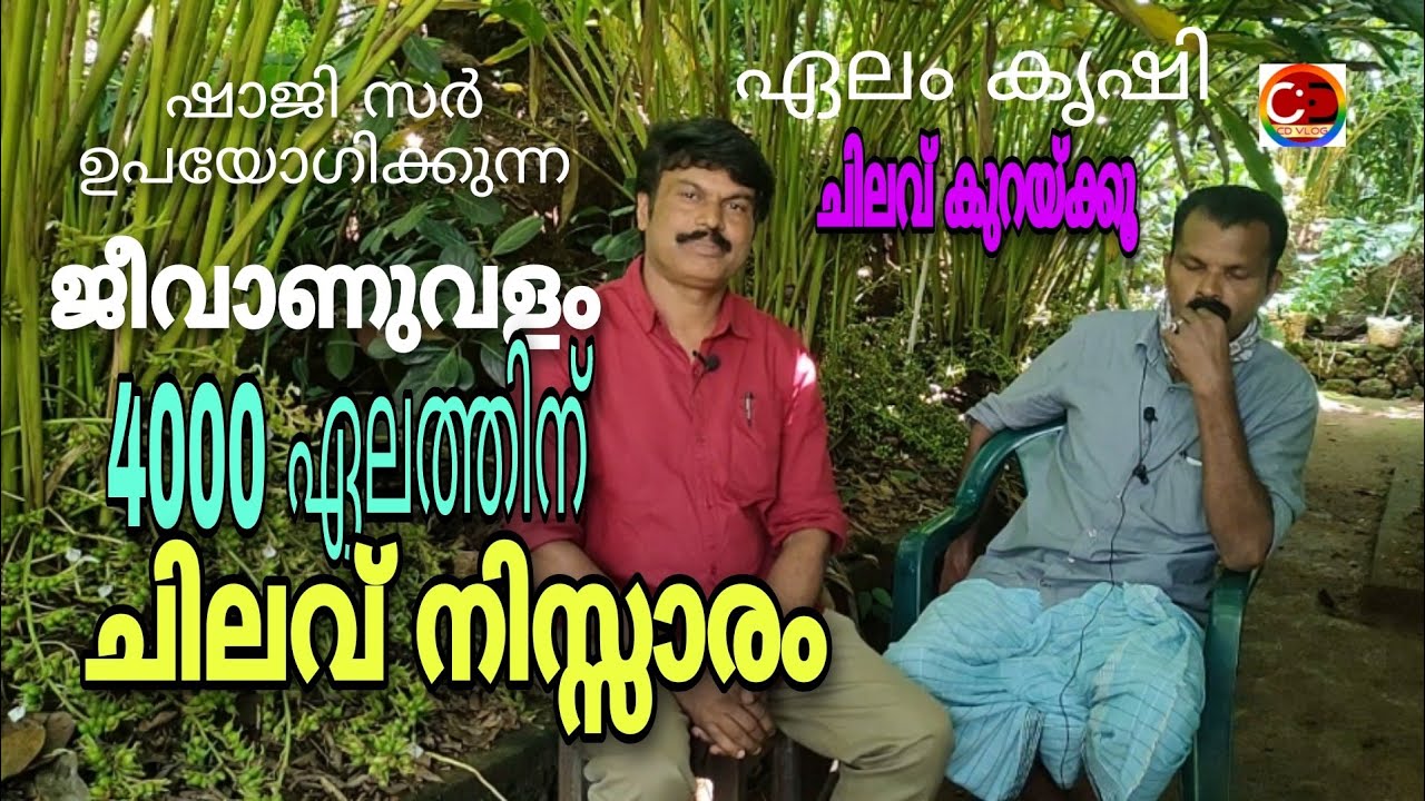 ഏലം കൃഷി ഷാജി സർ ഉപയോഗിക്കുന്ന ജീവാണു വളം 4000 ഏലത്തിന് ചിലവ് നിസ്സാരം #cdvlog  #cardamom #krishi