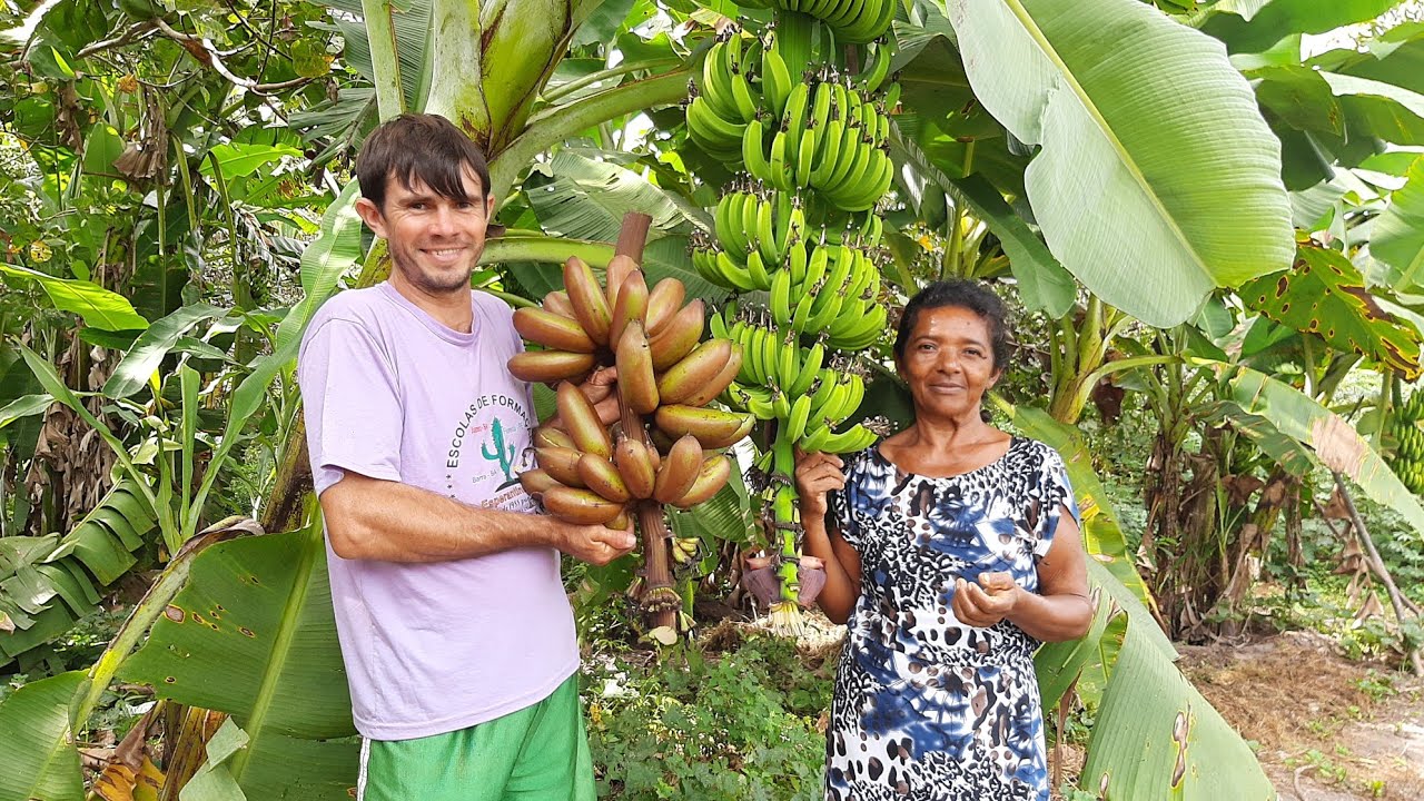 Colhendo banana maçã roxa e olhando o bananal diversificado.