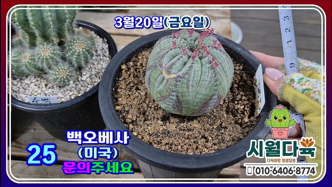 🌵❤️３월 20일(금요일) 영상 #선인장 #오큐타 #투구 #아가베팅거벨 #능귀갑 #솜털크리스파 #승룡환 #아론소이 #단자청평환 #무자왕관룡 #백호리다 #시월다육선인장  ❤️🌵💕
