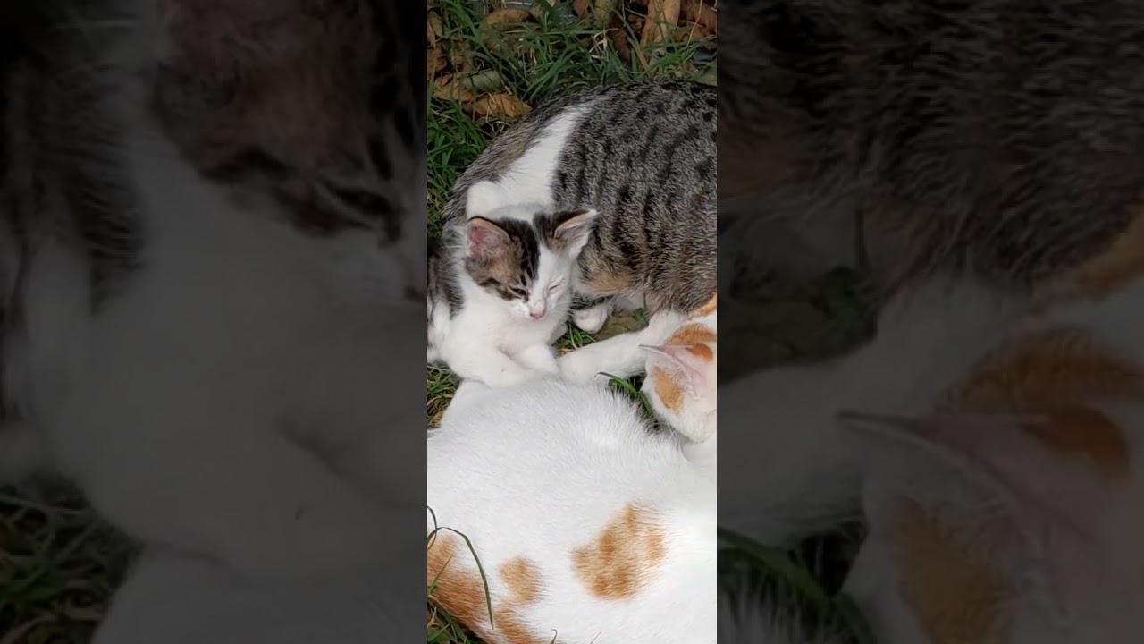 My lovely #Cats  is the garden 🐈🐱#