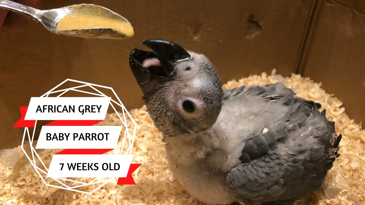 UPDATE: Hand feeding African Grey baby parrot - 7 weeks old