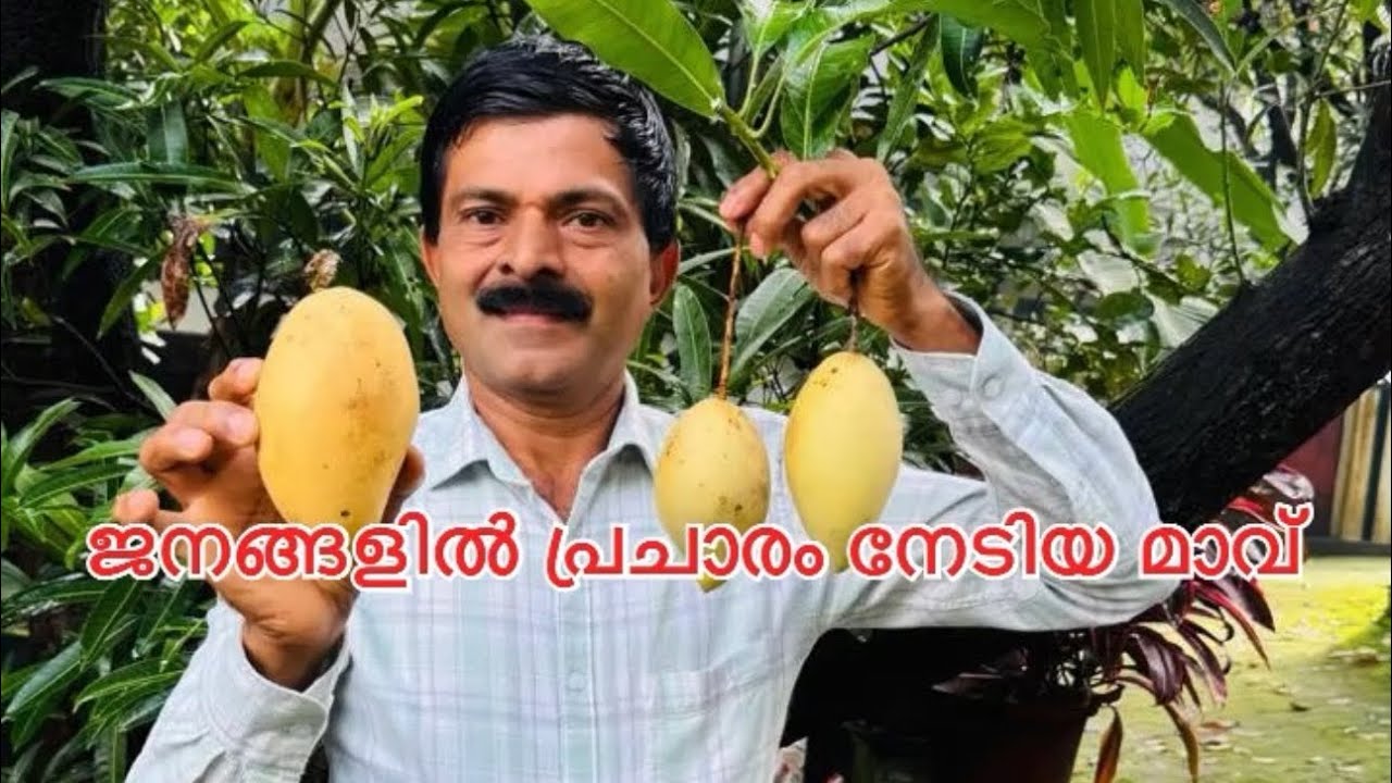 ജനങ്ങളിൽ പ്രചാരം നേടിയ മാവ് Nam Doc Mai mango MS Kottayi 9995596854