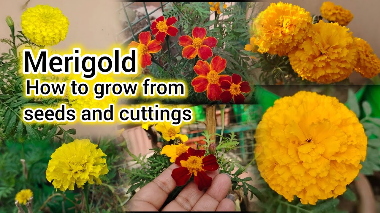 How to grow a merigold flower form seeds and cuttings 🌱🌼🌱
