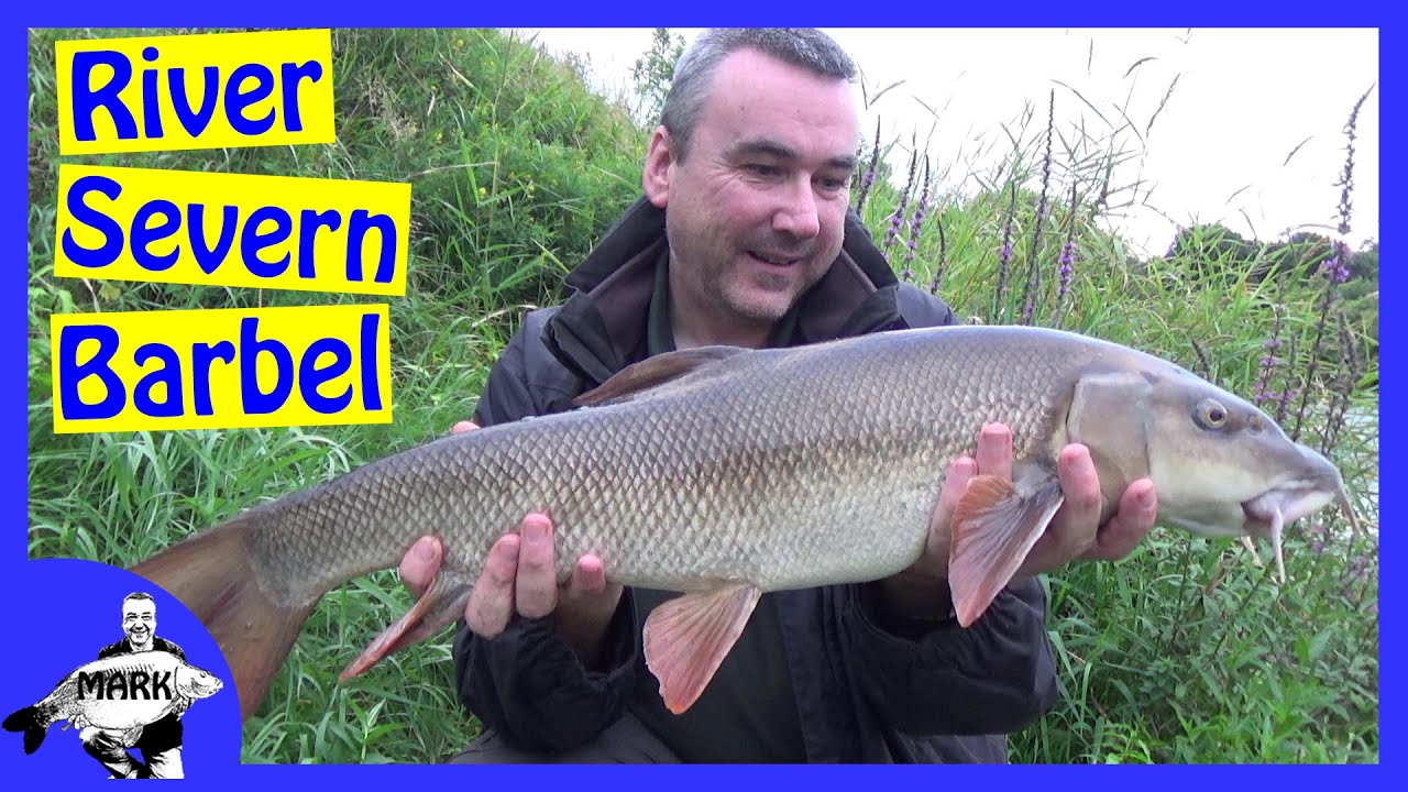 Barbel Fishing on the River Severn