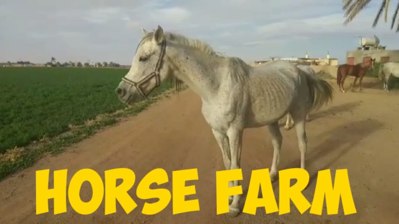 Horse Farm House ǀ Places to visit in Saudi Arabia