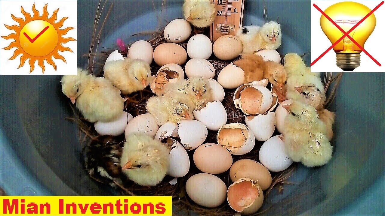 How to hatch eggs at home without incubator ( 100%) || Hatch  eggs at home without electricity