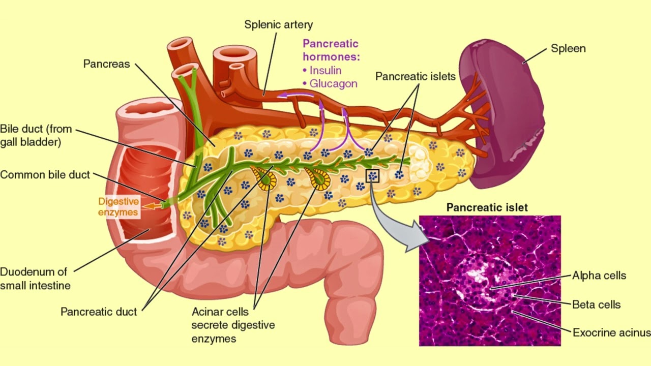 Diabetes Morphic Field - Cure All Types Diabetes - Repair & Regenerate Pancreas -Control Sugar Level