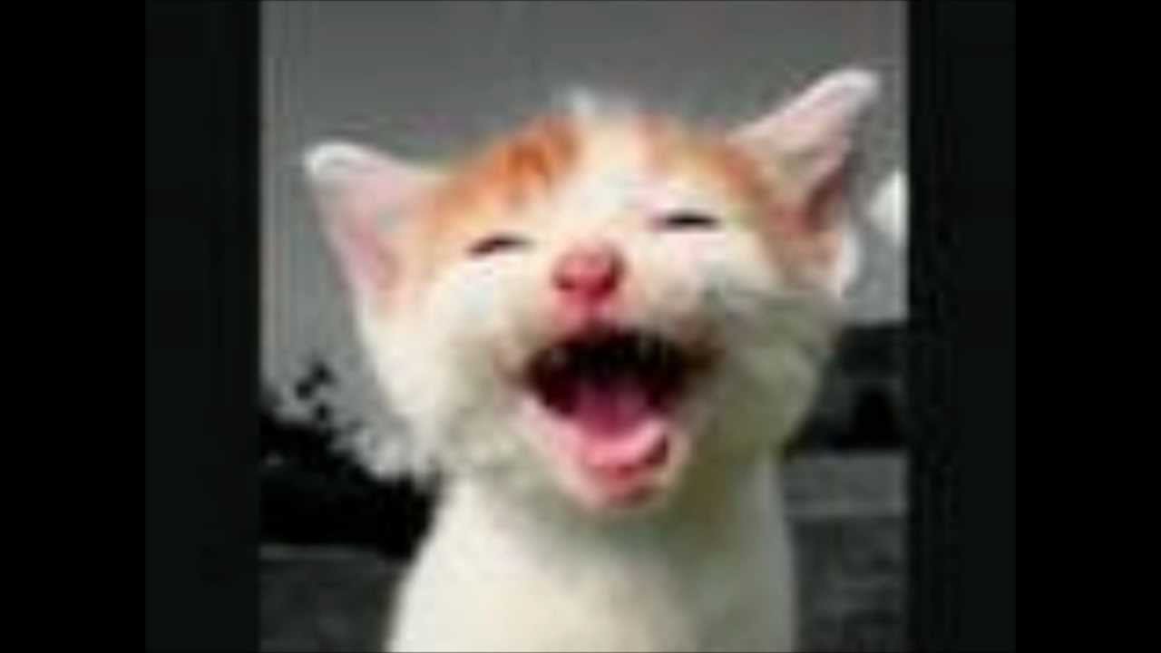 lachende katten