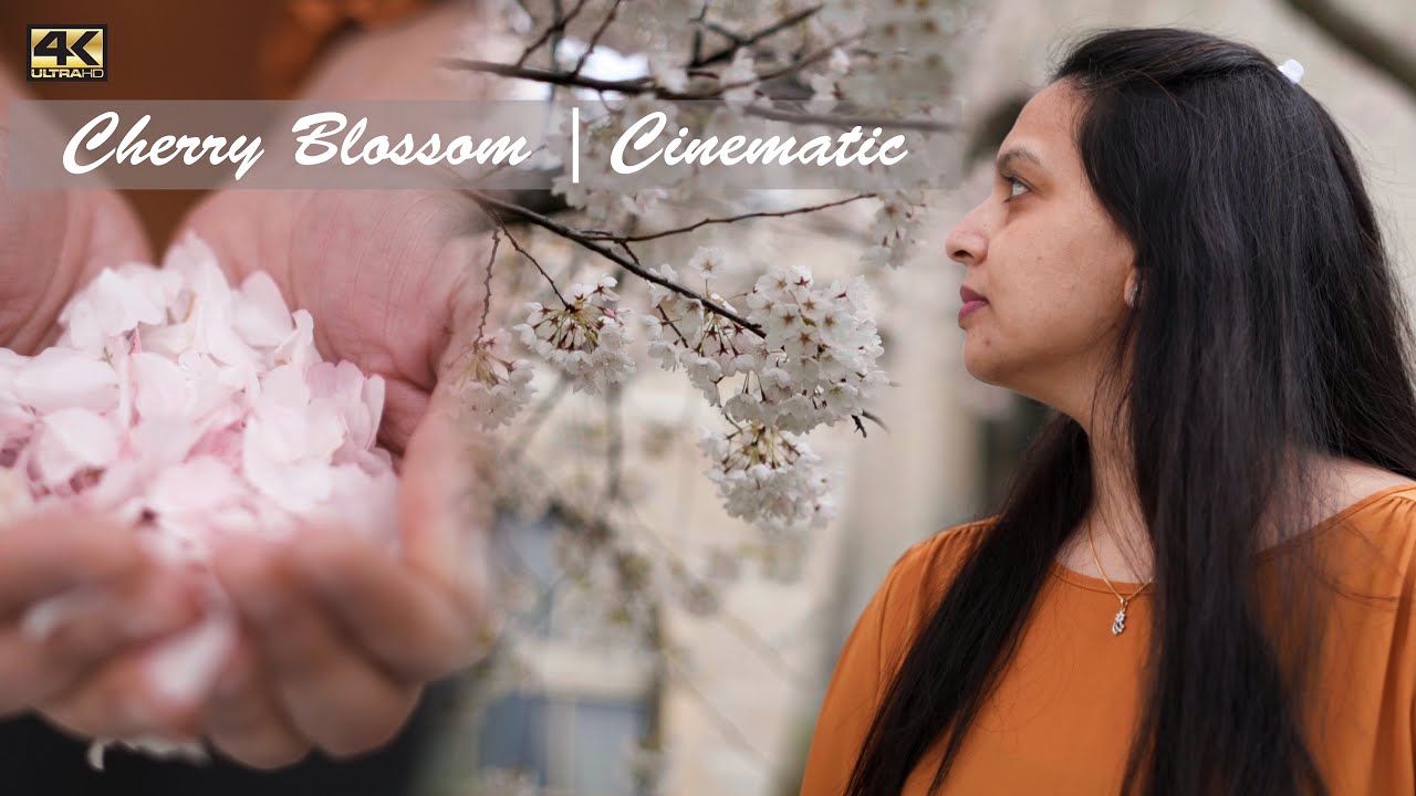 Cherry Blossom | Cinematic Video | 4K | SONY A7III | FE50F1.8 | Slow Motion