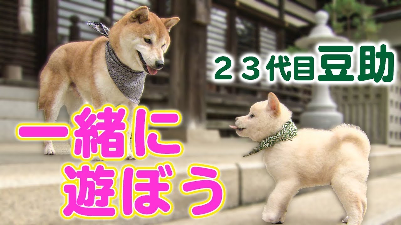 待ってよ〜！豆助が近所のお兄ちゃんと向かった先は…【柴犬・豆柴】[Shiba Inu / Mameshiba/Puppy]