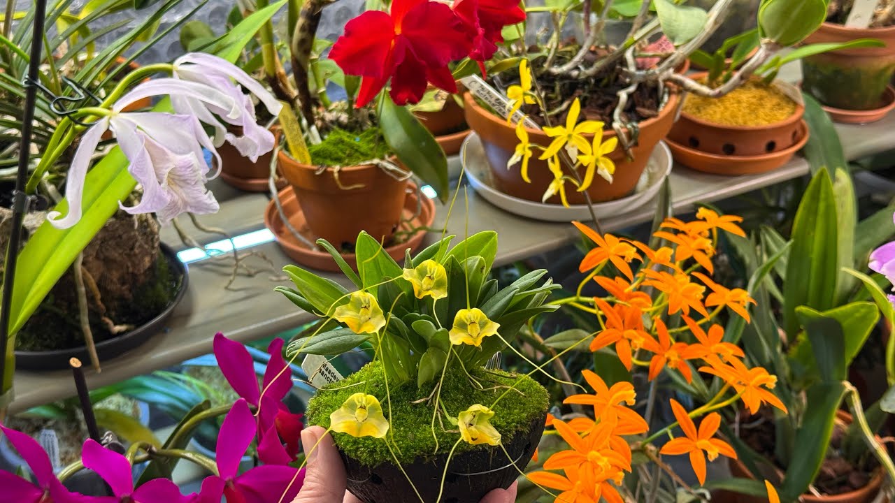 И опять в теплице цветет😊🌺🌺