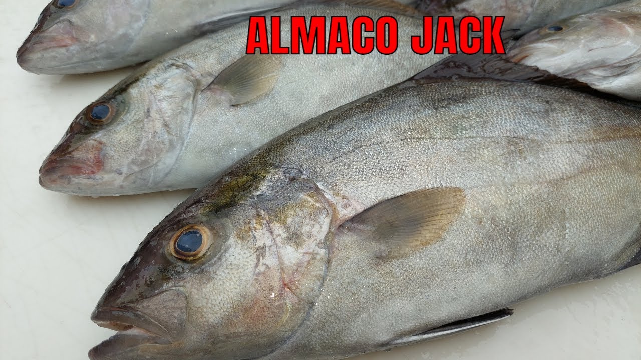 Эту рыбу все время упускают из виду*** Almaco Jack Catch Clean and Cook