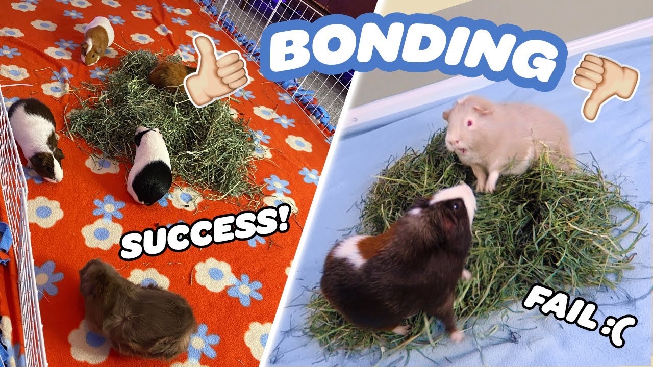 BONDING MY GUINEA PIGS 🐽 | FAIL VS SUCCESS