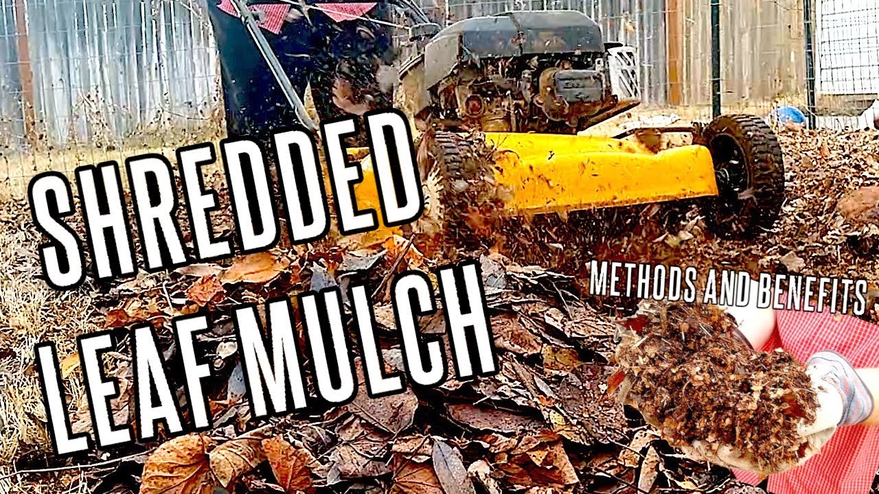 Shredding Fall Leaves for Garden Mulch